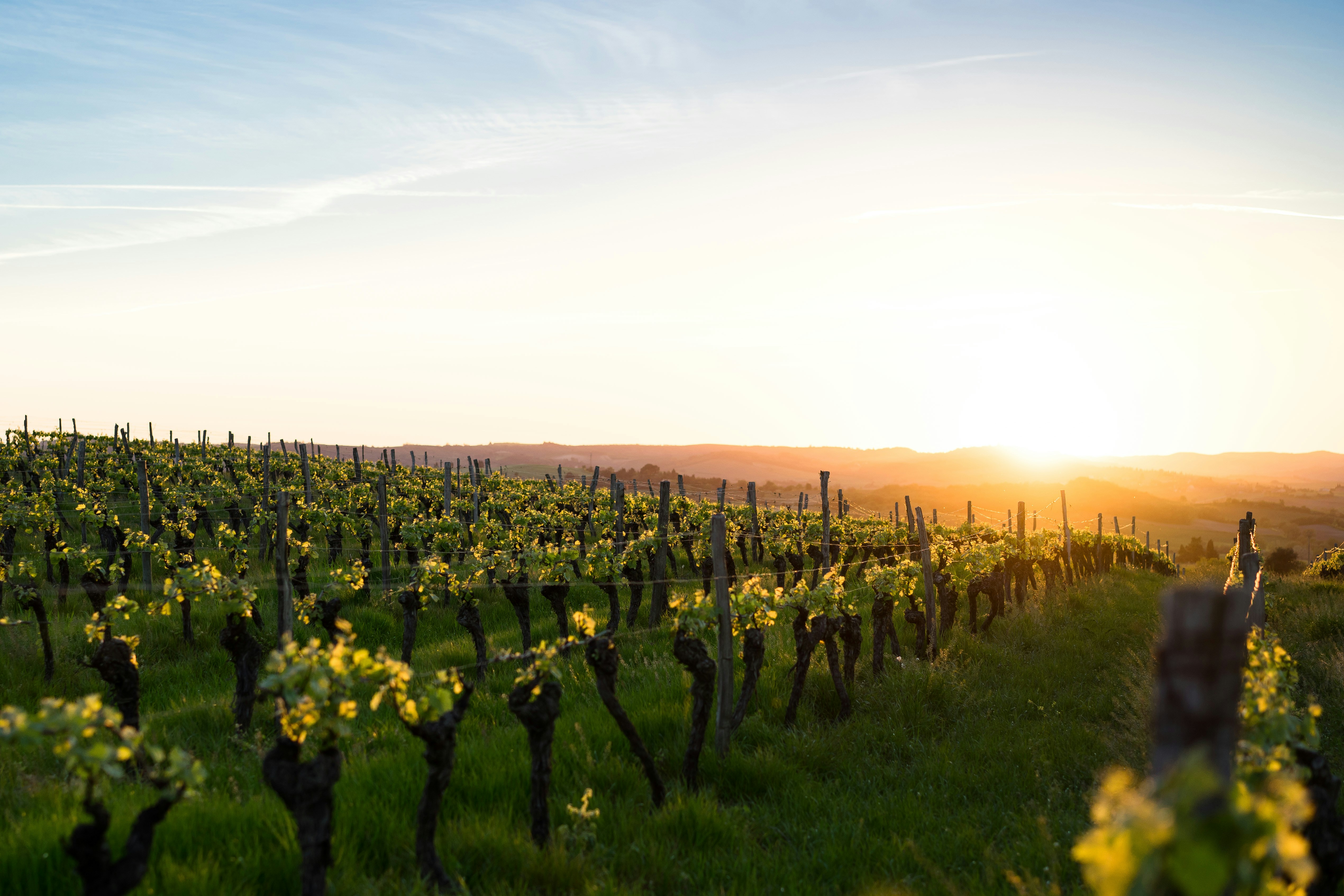 vineyard sunset