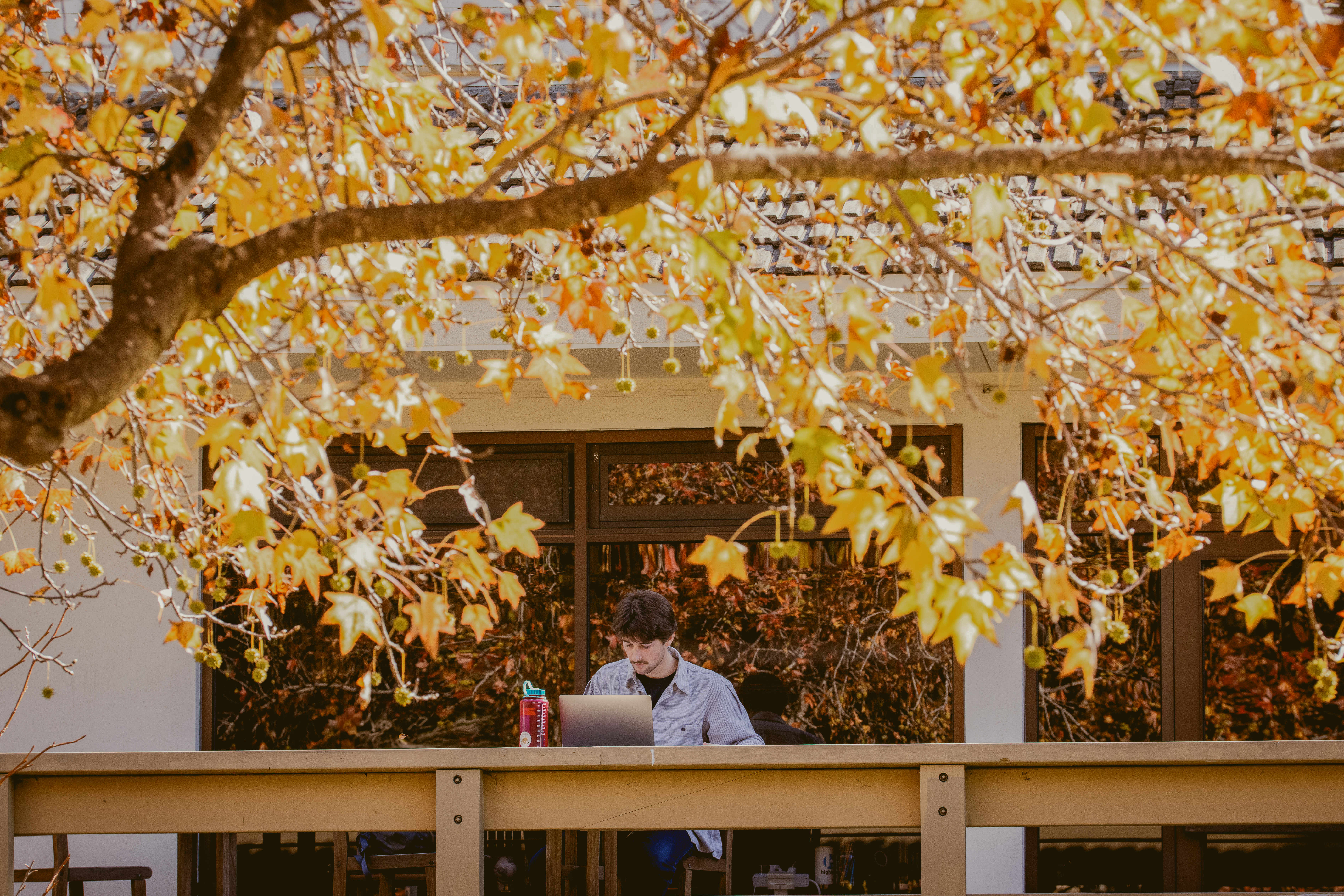 westmont student studying orange leaves