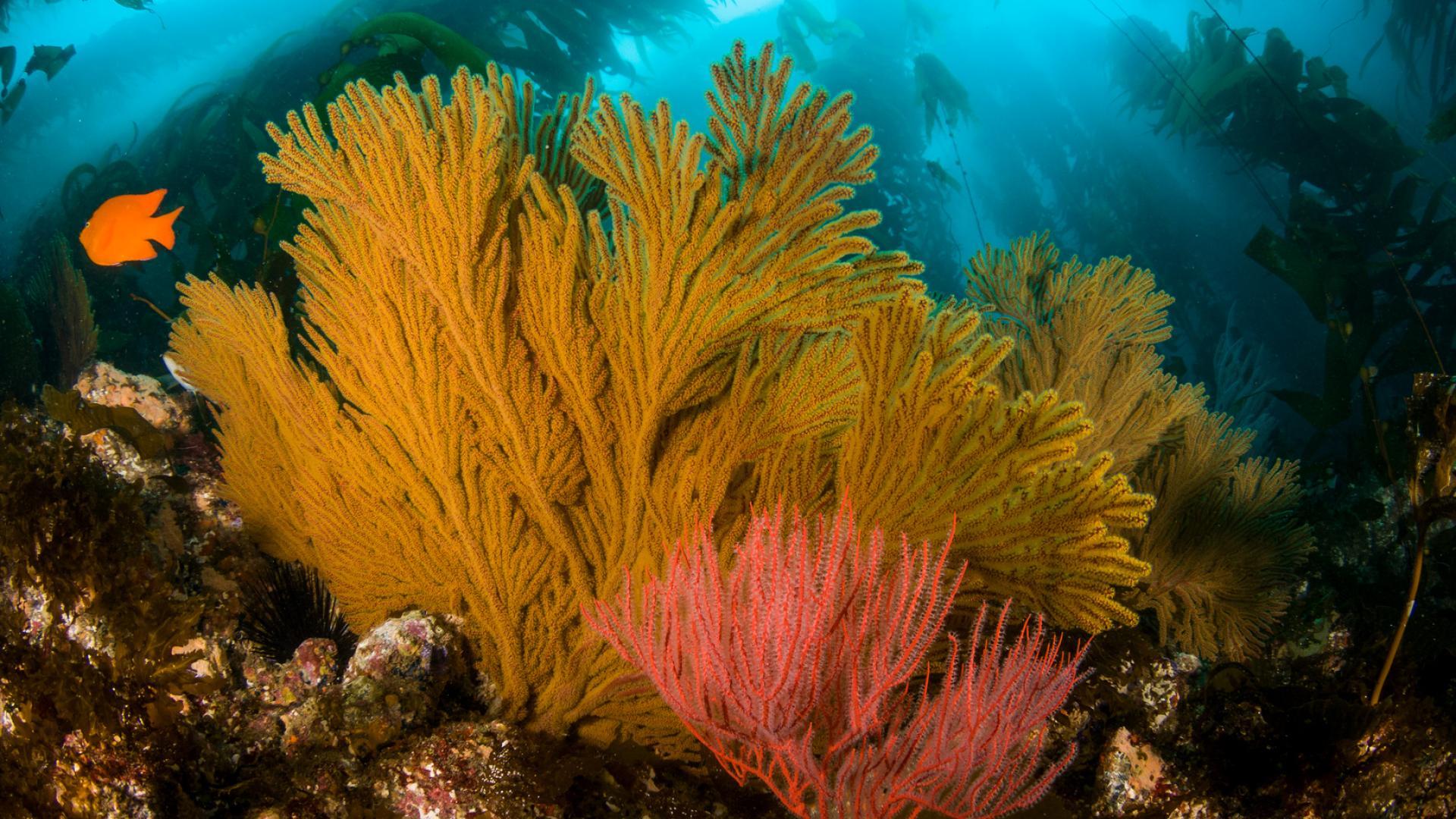 Beth Horvath Gorgonian Coral Sea Fan