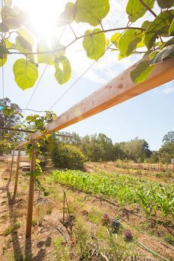 Westmont Garden