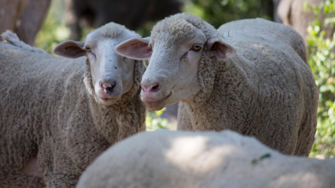Sheep Graze at Westmont to Reduce Fire Danger